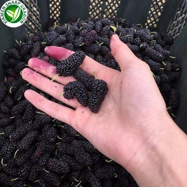 fruit de mûrier mulberry fruit online