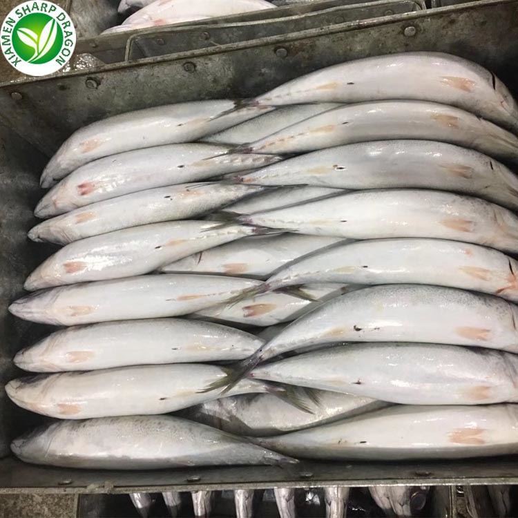 Bulk Frozen Mackerel Fish