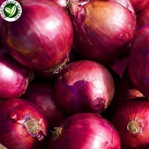 Bulbes d'oignons rouges frais