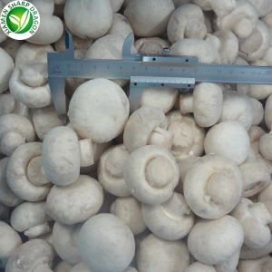 Champignon Champignon Blanc