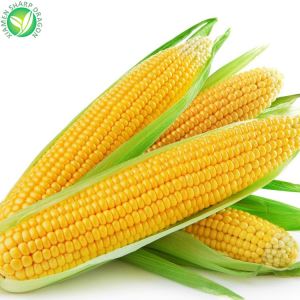 Nutrition du maïs jaune surgelé