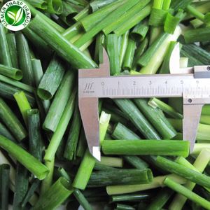Oignon de printemps contre oignon vert