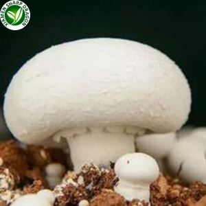 Avantages de champignons blancs