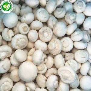 Champignon blanc dans la cour