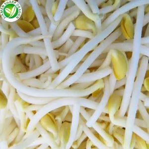 Nutrition des germes de haricots verts