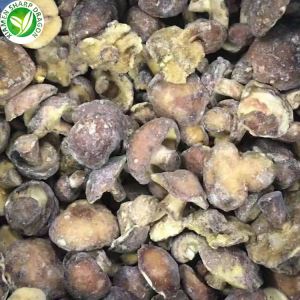 Suillus Granulatus comestible