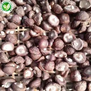 Le prix des champignons shiitake séchés par kg
