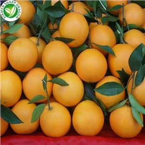Cueillir des oranges fraîches
