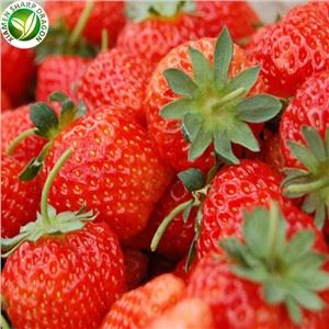 Culture de fraises sur une ferme